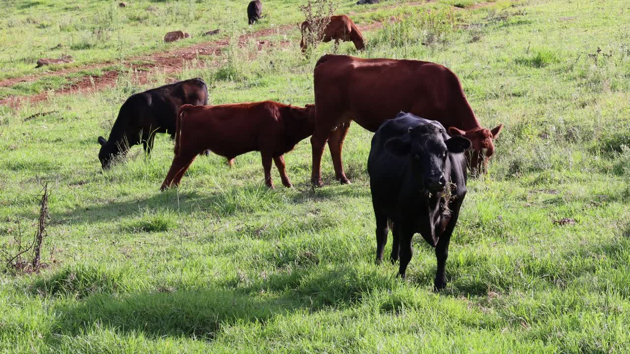 vacas y terneros pastando juntos en paz