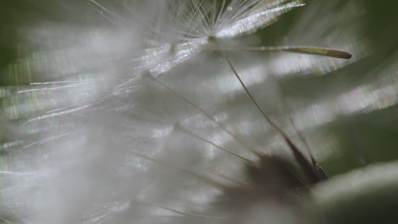 단델리온 씨 머리의 클로즈업