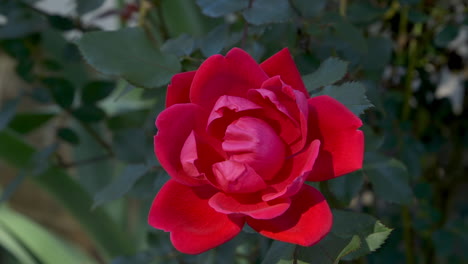 Vista-De-Arriba-Hacia-Abajo-Y-Cercana-De-Una-Rosa-Roja-Que-Aún-No-Ha-Abierto-Completamente-Su-Flor