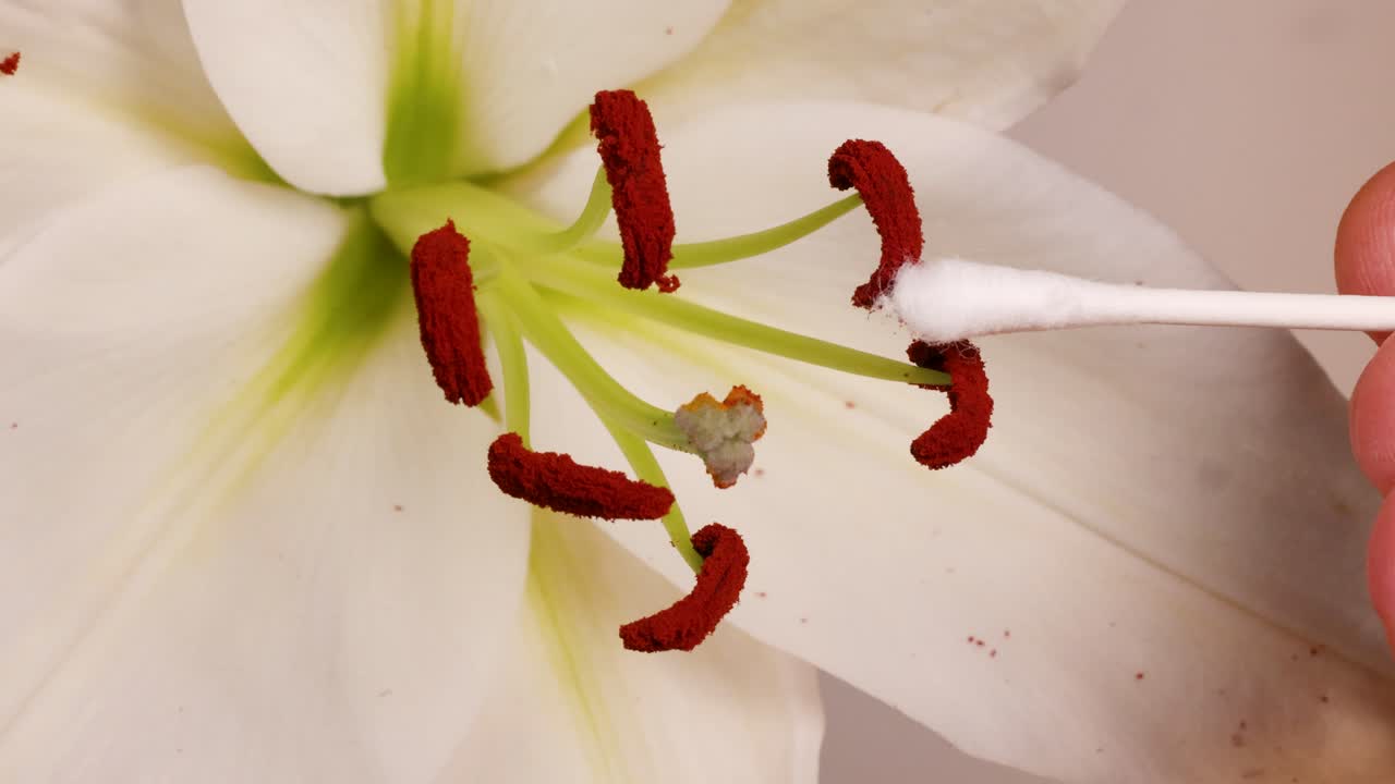 Close-up of lily flower pollination using a cotton swab, highlighting stamen and anther interaction in a controlled environment