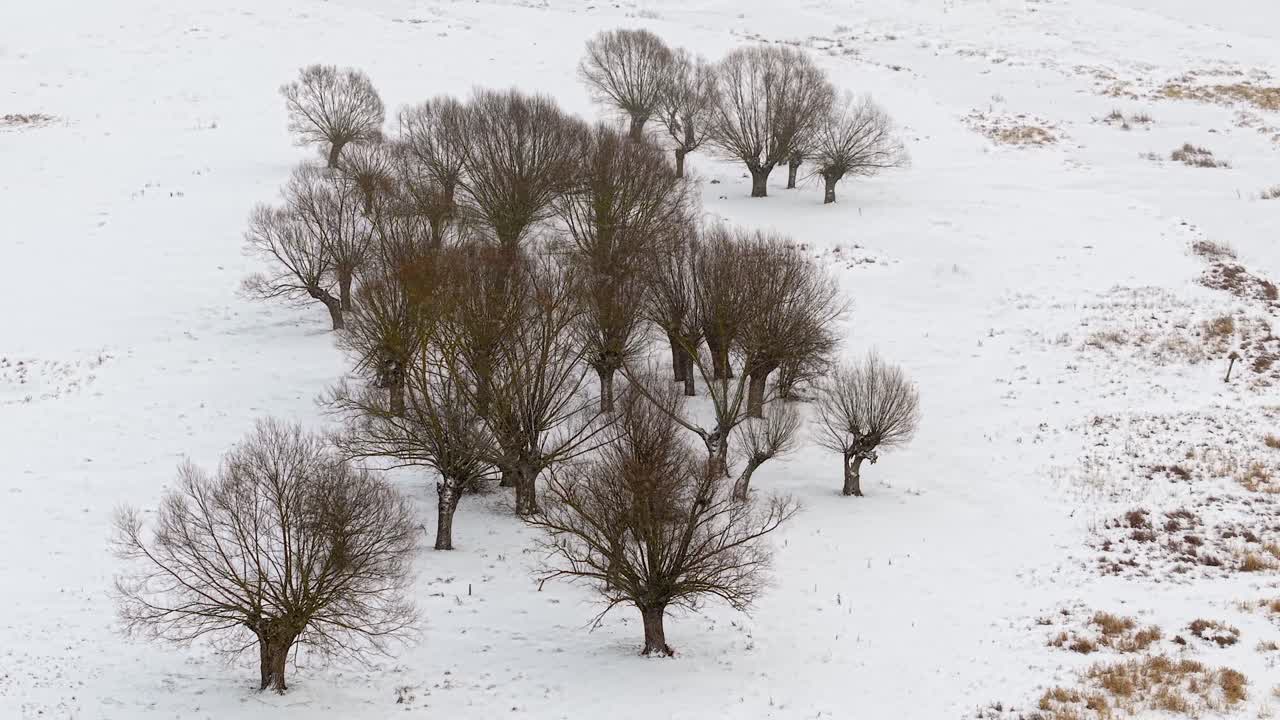 Veduta aerea dall'alto che mostra un boschetto di salici in un campo coperto di neve bianca fresca. Una scena invernale tranquilla e fredda