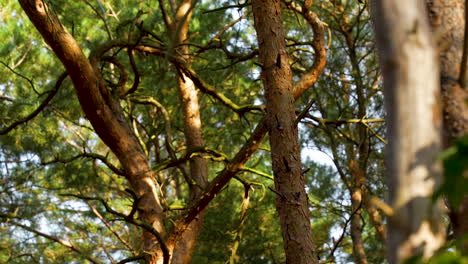 Detail View Of Tree Trunks, Stems, And Branches In The Forest