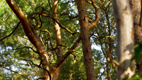 detail view of tree trunks, stems, and branches in the forest