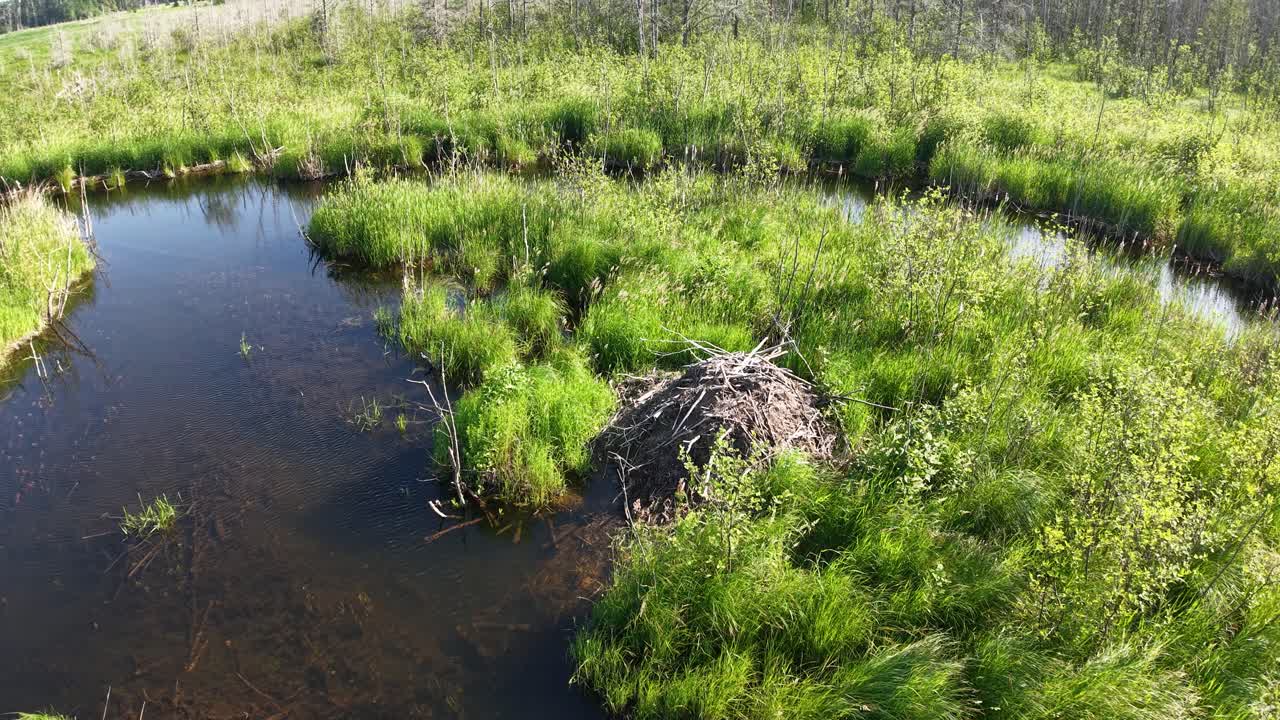 erial drone view of a beaver den surrounded by calm water and marsh vegetation in Michigan’s Upper Peninsula wildernes