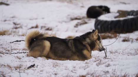 Sled-dog-sniffing-plants-in-snowy-field