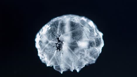 an ethereal glimpse into the mysterious realm of jellyfish: captivating close-ups highlighting the beautiful intricacies of these fascinating creatures