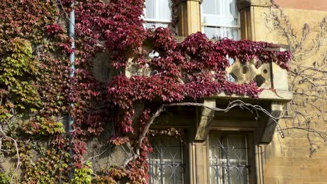 climbing ivy in autumn on the facade of meadow building in christ church college in oxford, england