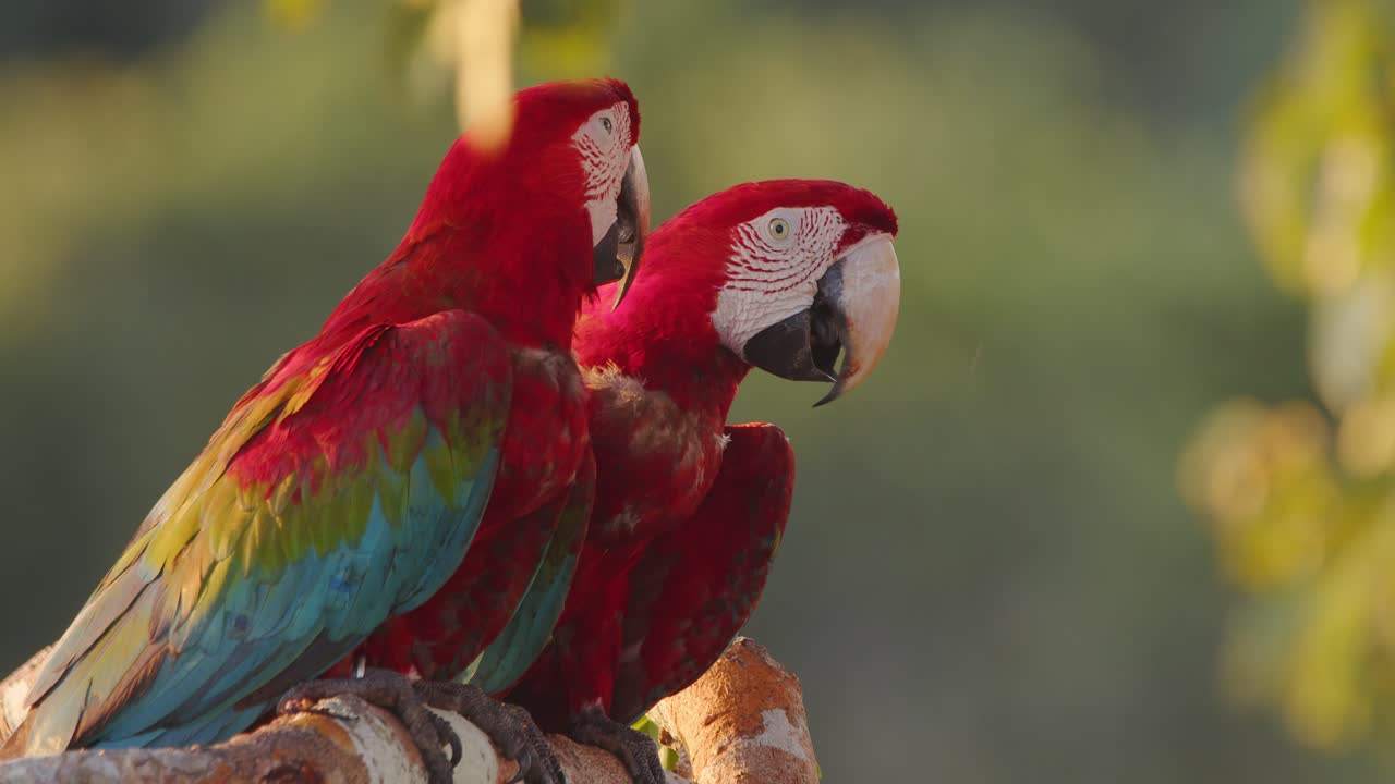 A loving Green-Winged Macaw pair engages in courtship allopreening while perched in Peru’s rainforest.