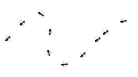 los insectos hormigas caminando al azar arrastrándose sobre la pantalla verde animación de fondo blanco.