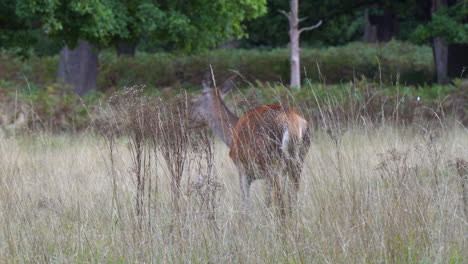 Beautiful-female-Red-Deer-standing-in-tall-dry-grass-looks-to-camera