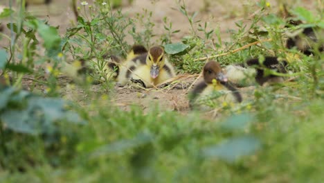 young ducklings feeding on the yard in daytime