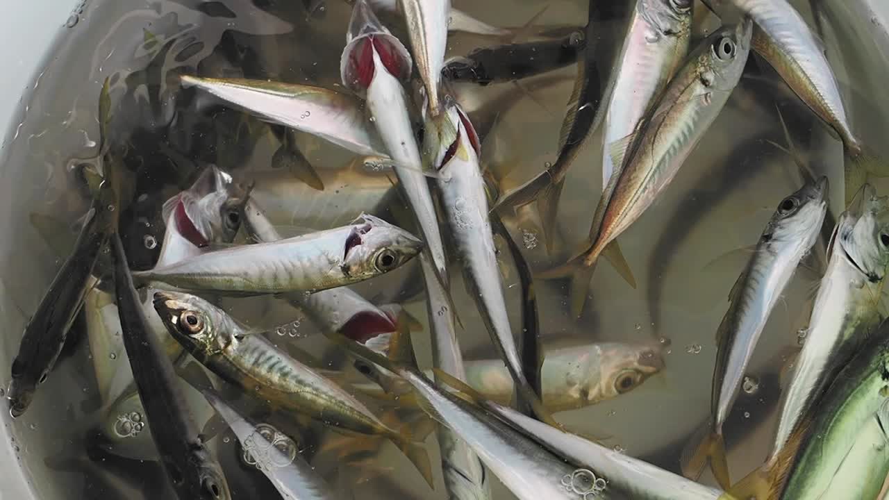 Freshly Caught Sardines in a Bucket