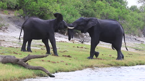 Two-African-Bush-Elephants-grapple-on-Chobe-River-shoreline,-Botswana