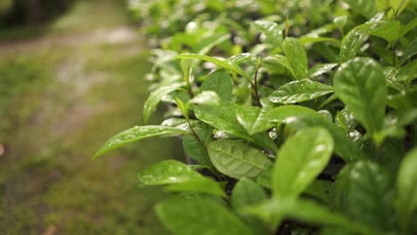 Seed-Tray-full-of-Healthy-Yerba-Mate-Leaves-with-Water-Drops-after-Watering,-Travelling-Macro-Shot