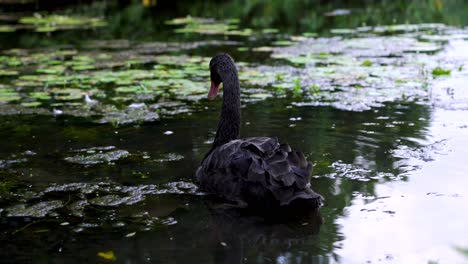 majestic black swans swimming on a lake, botanic gardens singapore