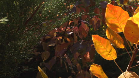 pan right view of fall yellow autumnal plants in garden closing on yellow gold leaves