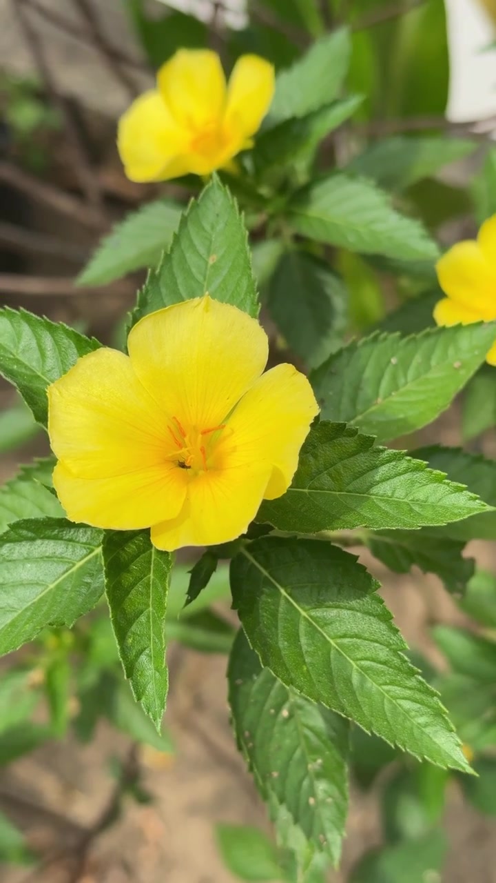 Bright Yellow Turnera Subulata Flower Blooming in Garden