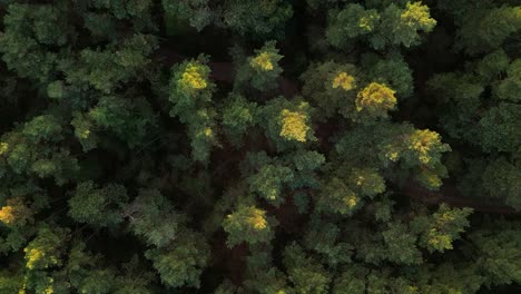 green trees in autumn colors lit by the setting sun