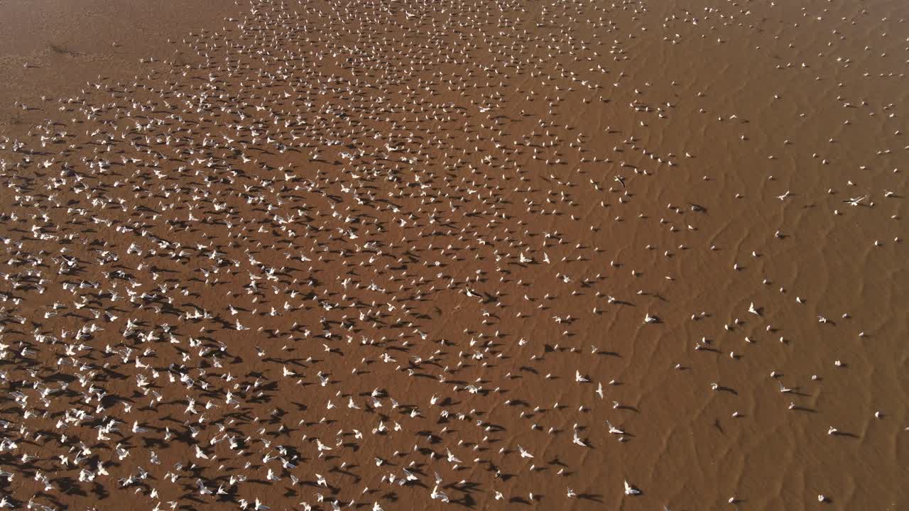 Seagulls departing for mass migration at Amazon river argnetina