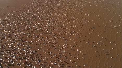 Seagulls-departing-for-mass-migration-at-Amazon-river-argnetina