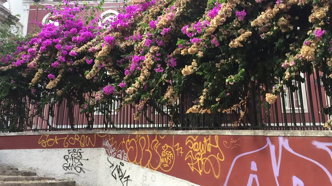 Pink flowers at Escadinhas do Duque