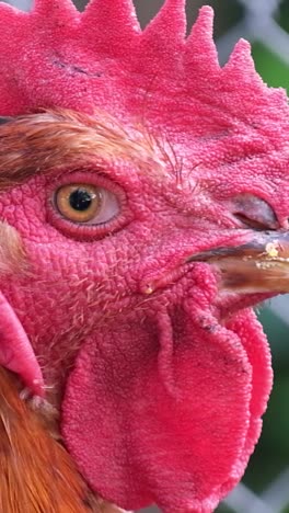closeup portrait of a chicken macro closeup portrait of a chicken macro brown beautiful chicken portrait poultry