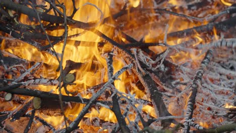 burning branches after tree prune in garden, close up blaze view