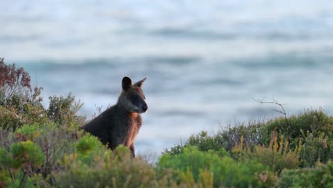 wallaby de pie cerca del océano, rodeado de vegetación