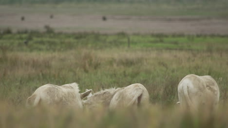 three grazing white donkeys