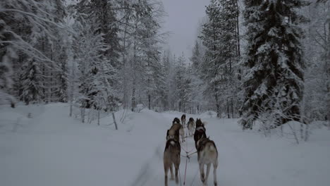 dogsled in winter forest