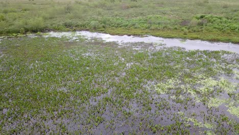 Wetlands-of-northeast-Argentina-shooted-with-drone