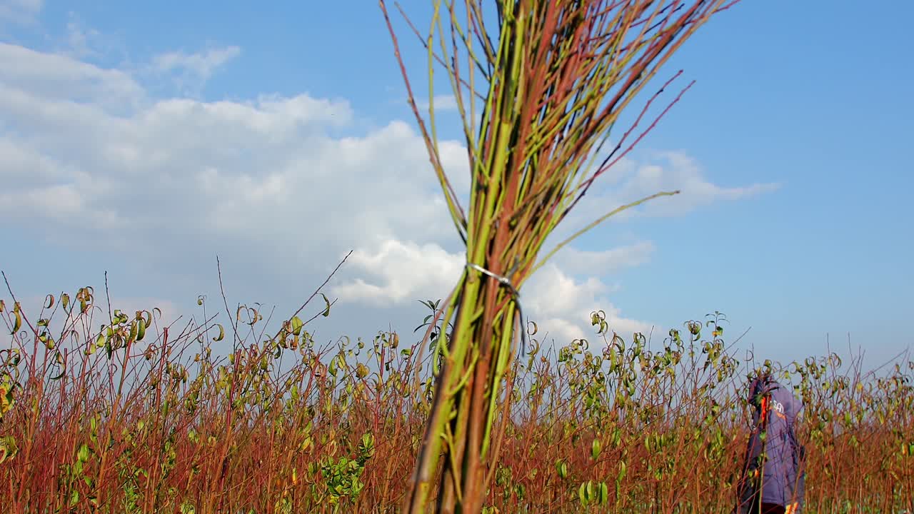 뿌리 뽑히고 모아 놓은 나무
