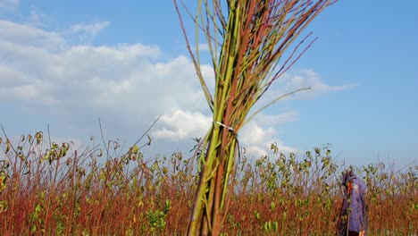 the-uprooted-and-collected-saplings