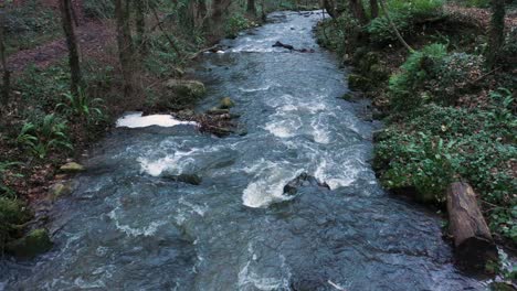 río en un bosque en normandía