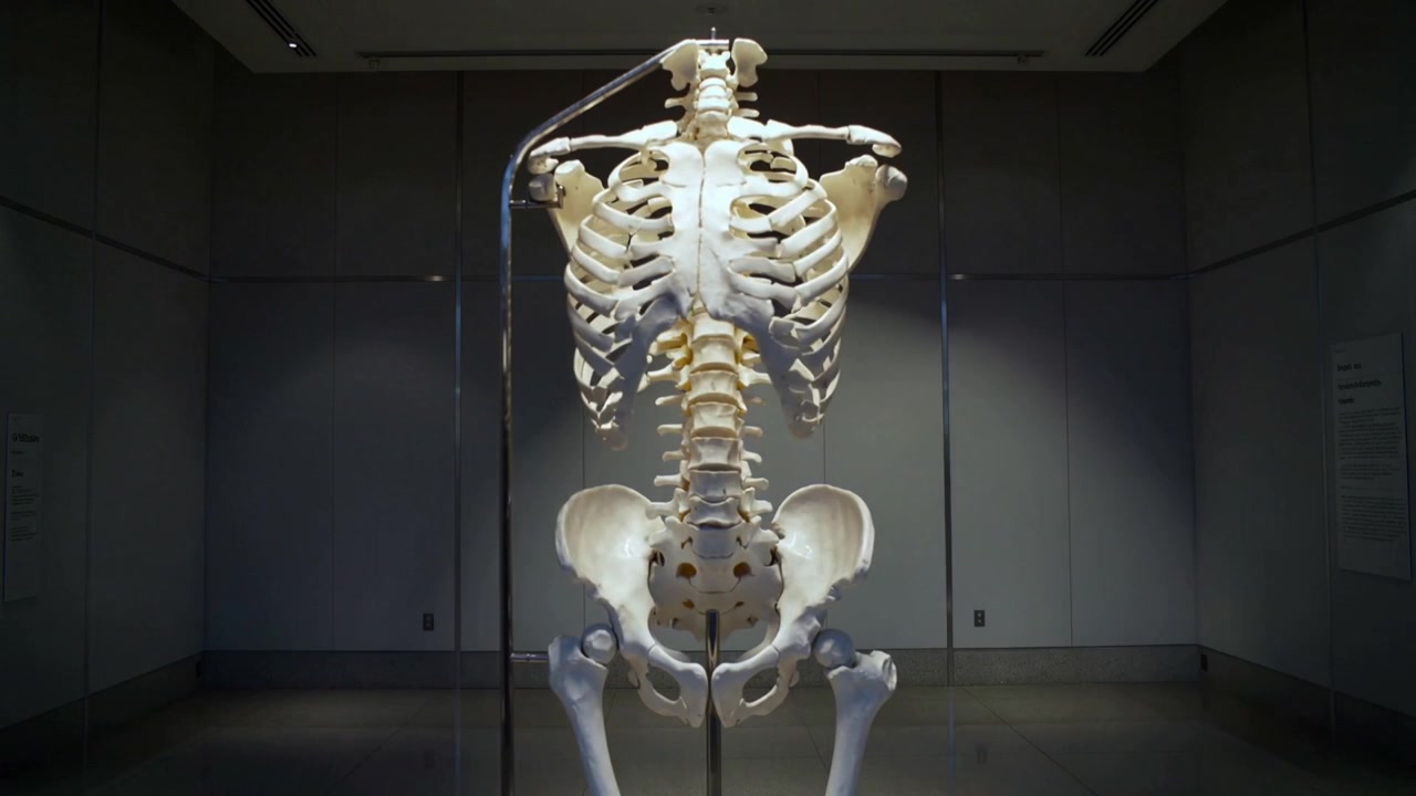Rotating articulated skeleton on support as camera panning in dim museum for anatomy study, placard