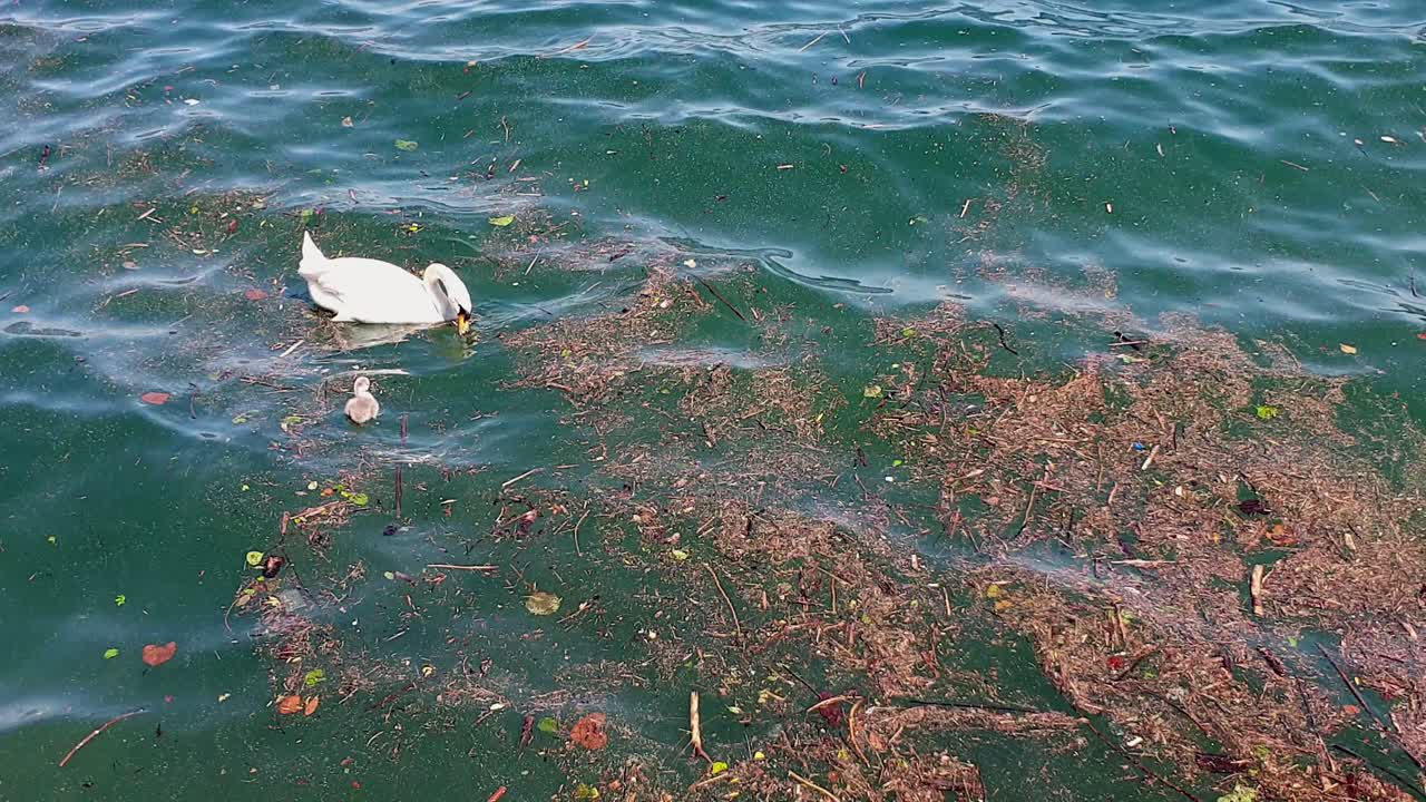 더러운 연못 물 위에 부드럽게 떠 있는 우아한 백조