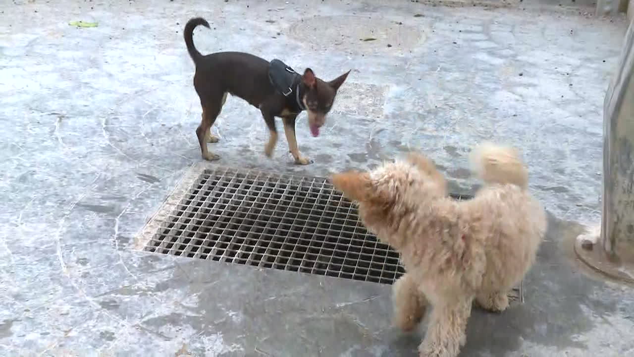 공원에서 놀고 있는 두 마리의 개