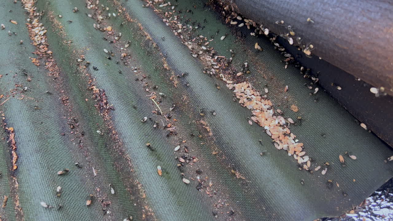 Ant nest exposed under a roof tile with workers moving eggs across the rooftop in macro detail