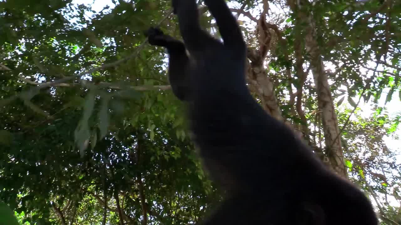 los monos aulladores juegan en las selvas del yucatán mexicano