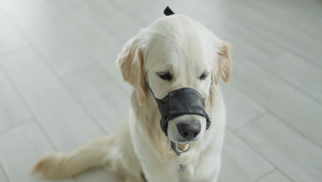 golden retriever with muzzle