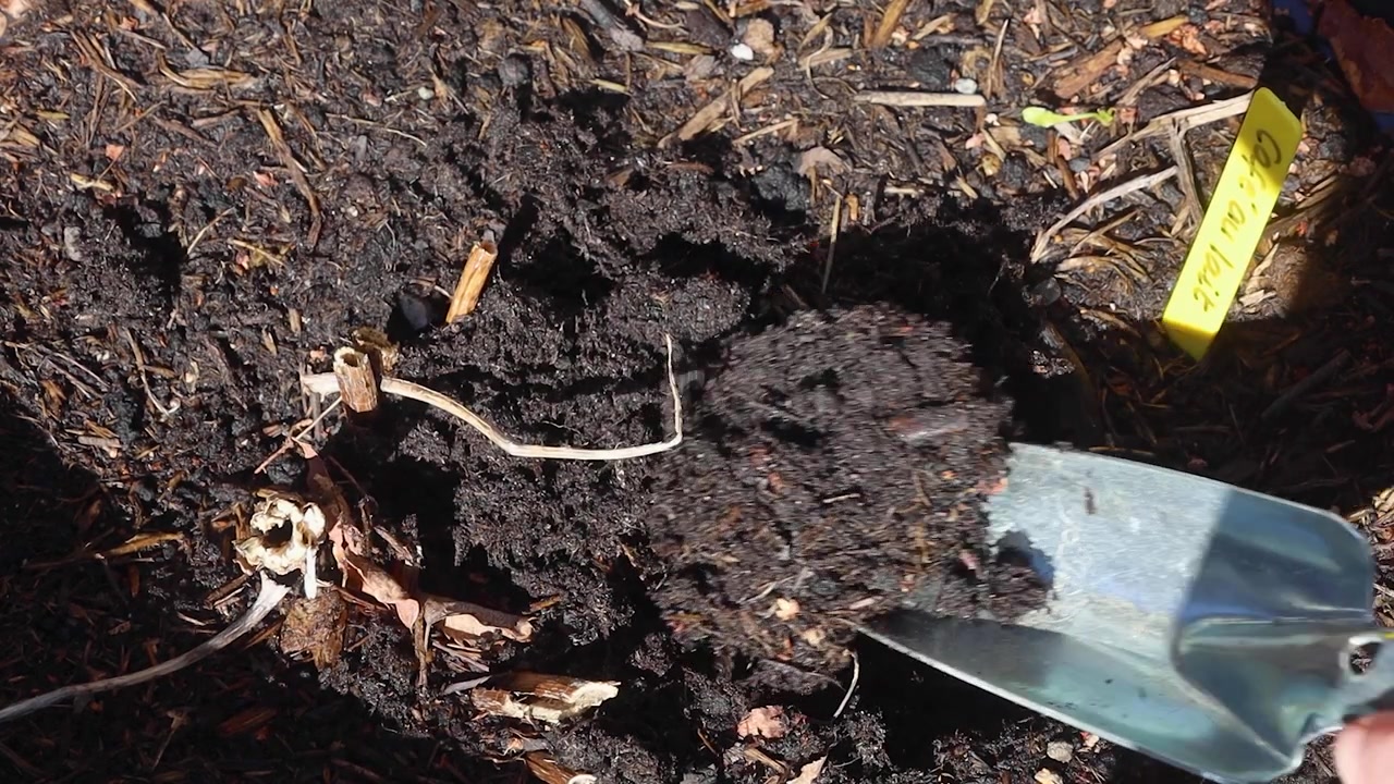 Video di una persona che fa giardinaggio, spalando terra con una paletta