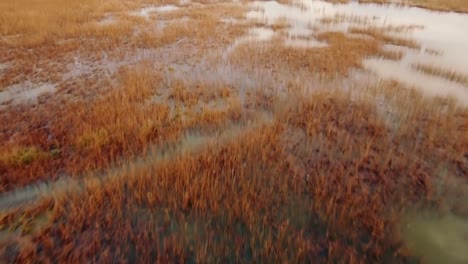 view of wetland