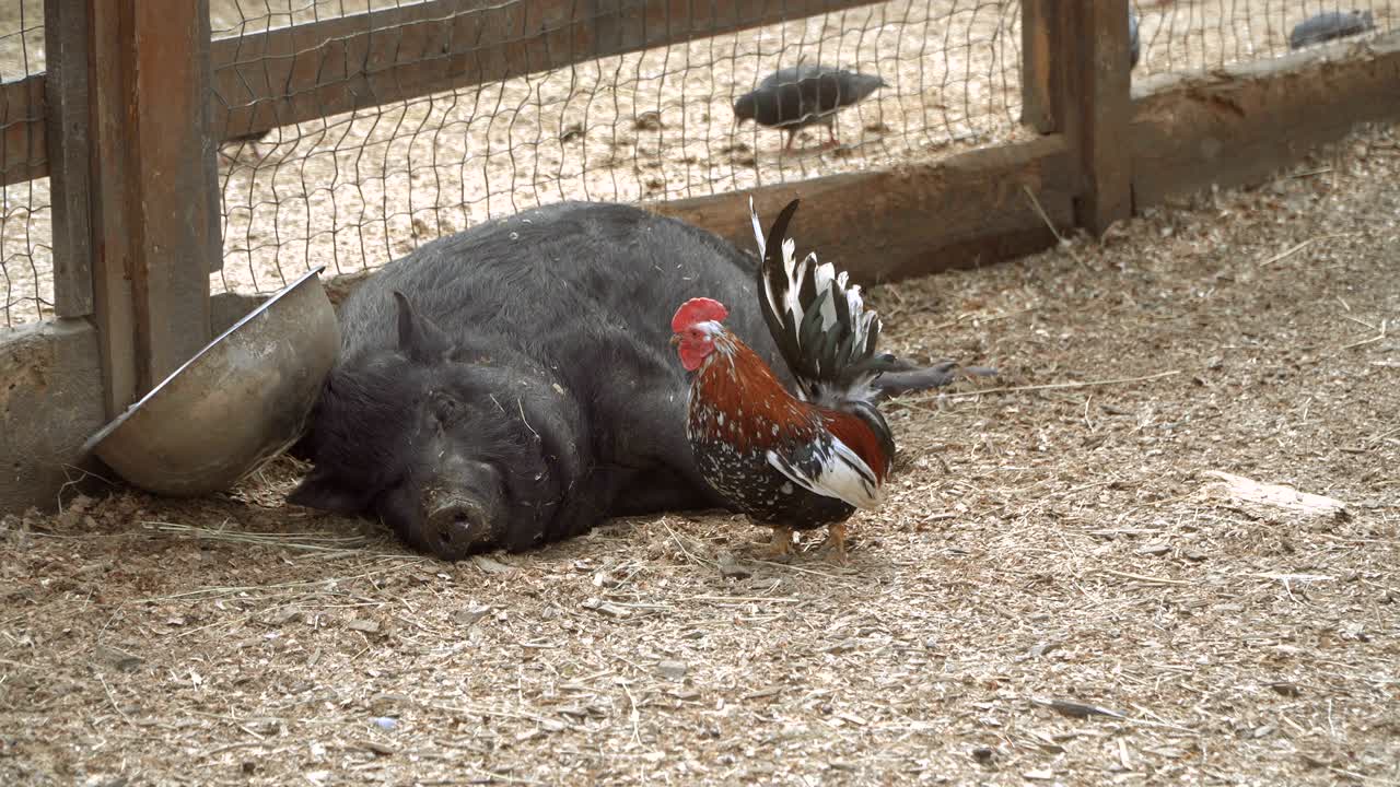 el cerdo está durmiendo.