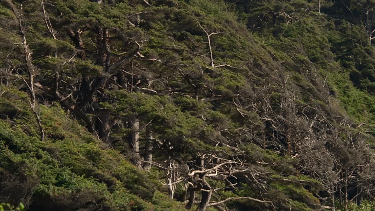 미국 오리건 주 시우스라우 국립 숲에 있는 케이프 페르페투아 (cape perpetua) 의 가장 오래된 나무 숲.