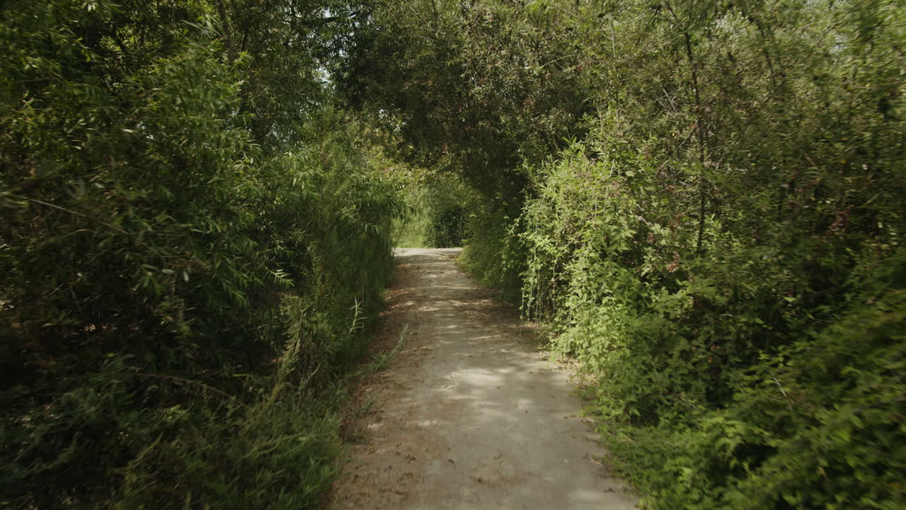 Nature trail with lush green vegetation
