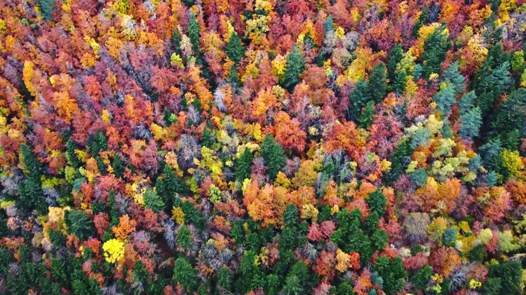 Forêt d'automne avec des arbres colorés