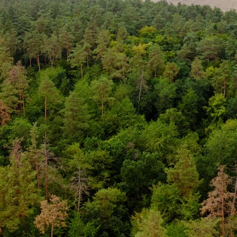 beautiful woodland. flight over the tops of green trees. forest in summer. aerial view. motion camera forward.