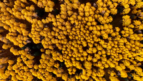 Drone-Desciende-En-Vista-Cenital-Satelital-Sobre-El-Dosel-De-Los-árboles-De-álamo-Amarillo