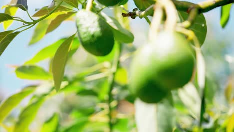 Ein-Haufen-Bio-Avocados,-Die-Im-Sonnenlicht-An-Einem-Grünen-Tropischen-Baum-Hängen