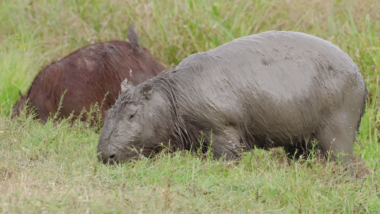 dos herbívoros salvajes hydrochoerus capybara pastando en un campo verde con un pájaro en la espalda